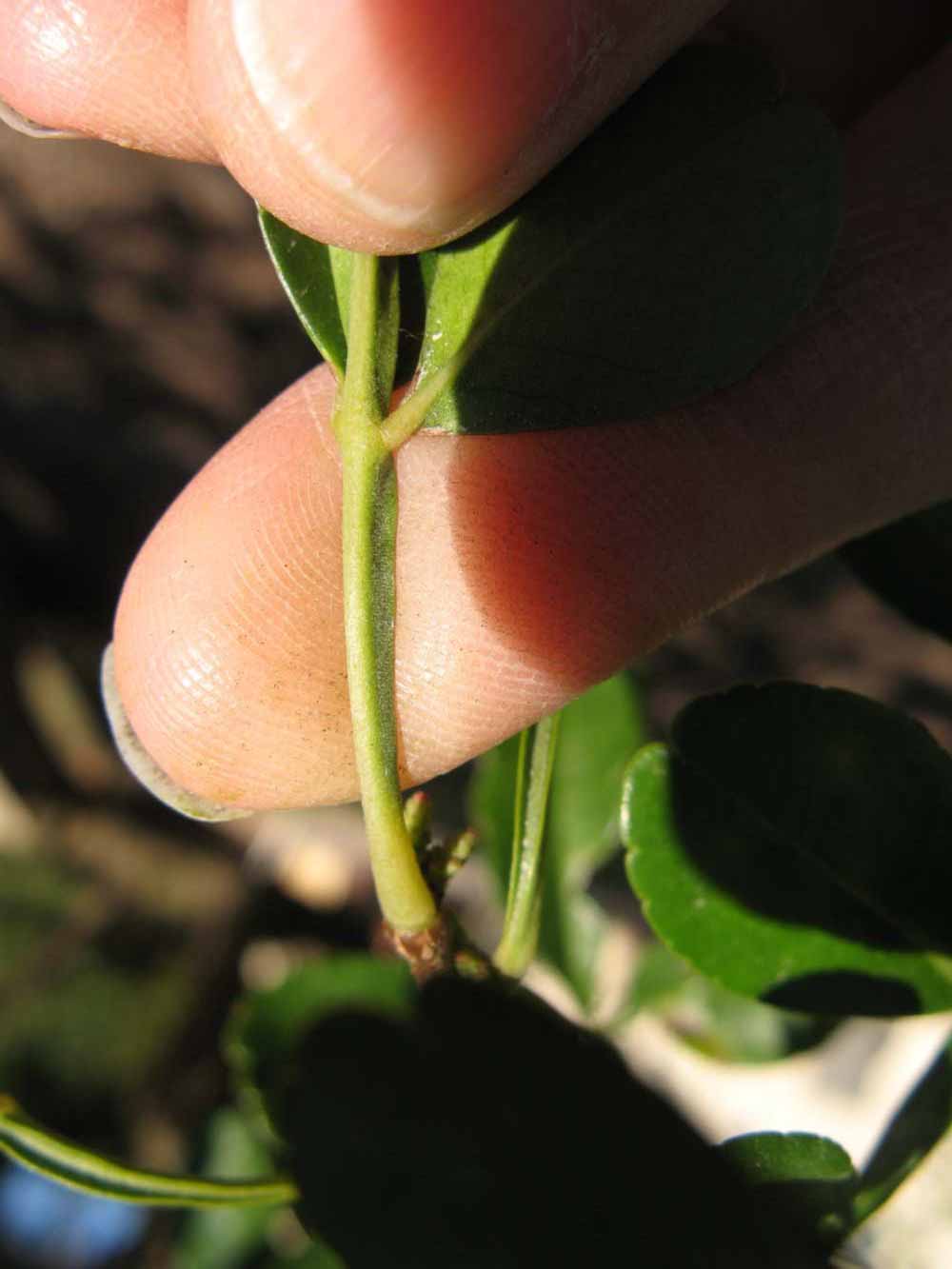              Petiole (Winter Haven, FL)       